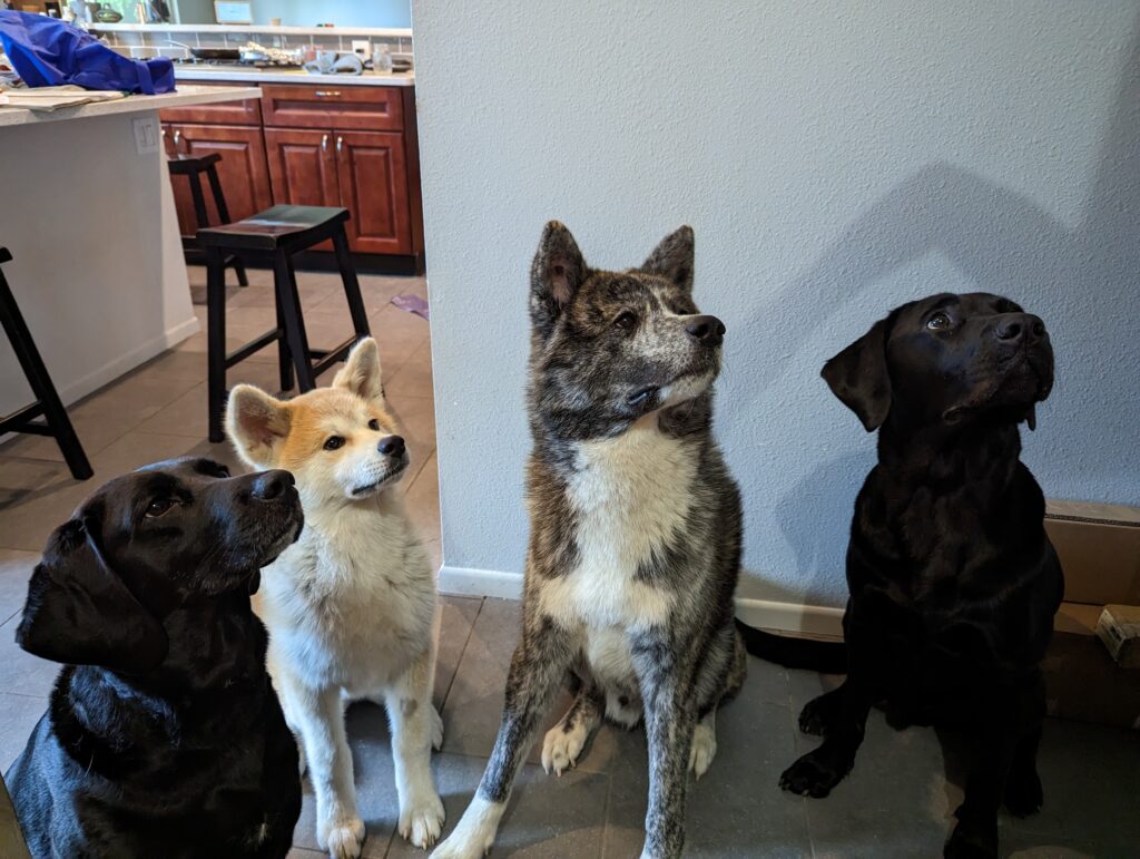 pxl 20230608 003921429