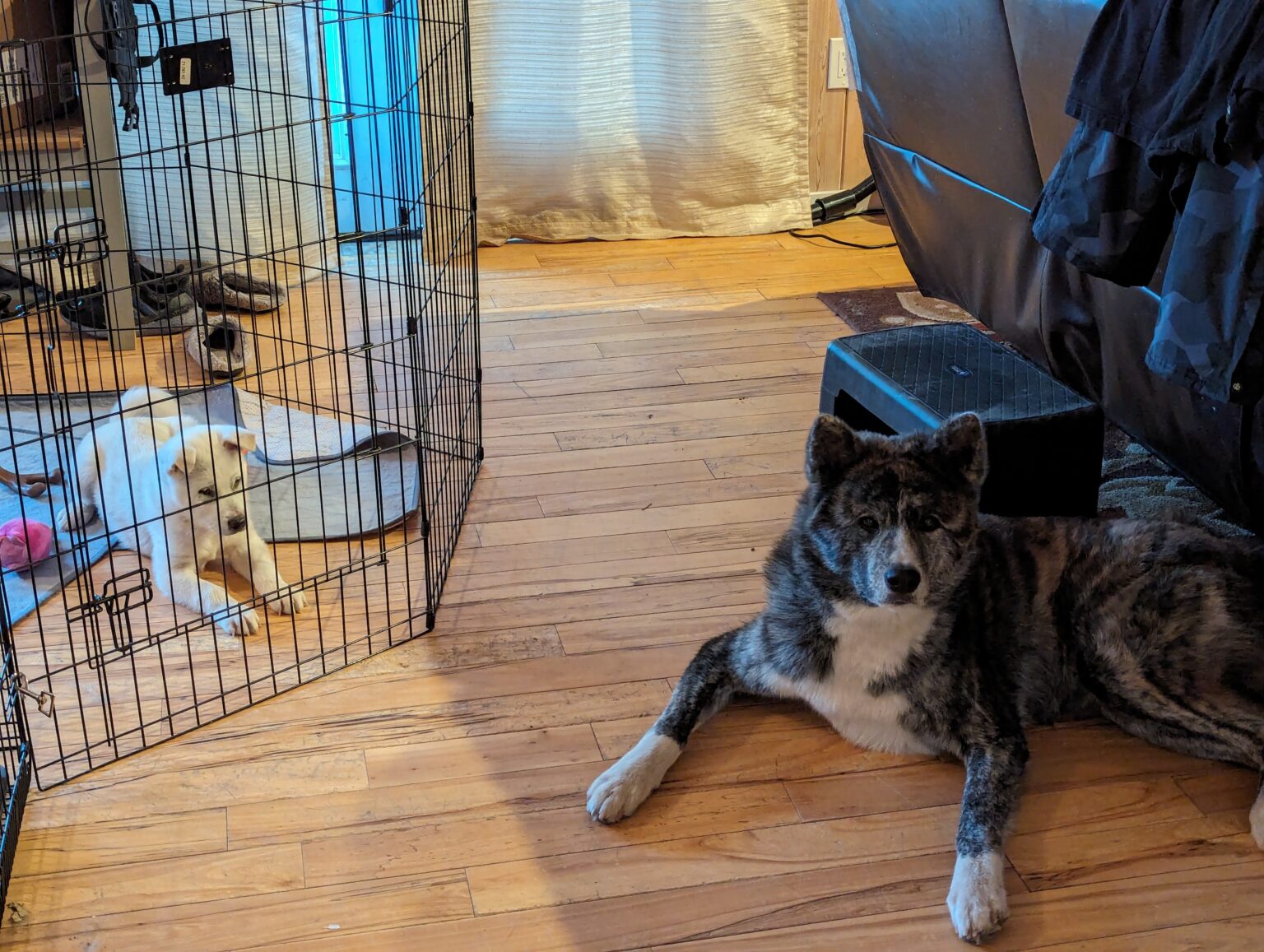 pxl 20240409 141517380