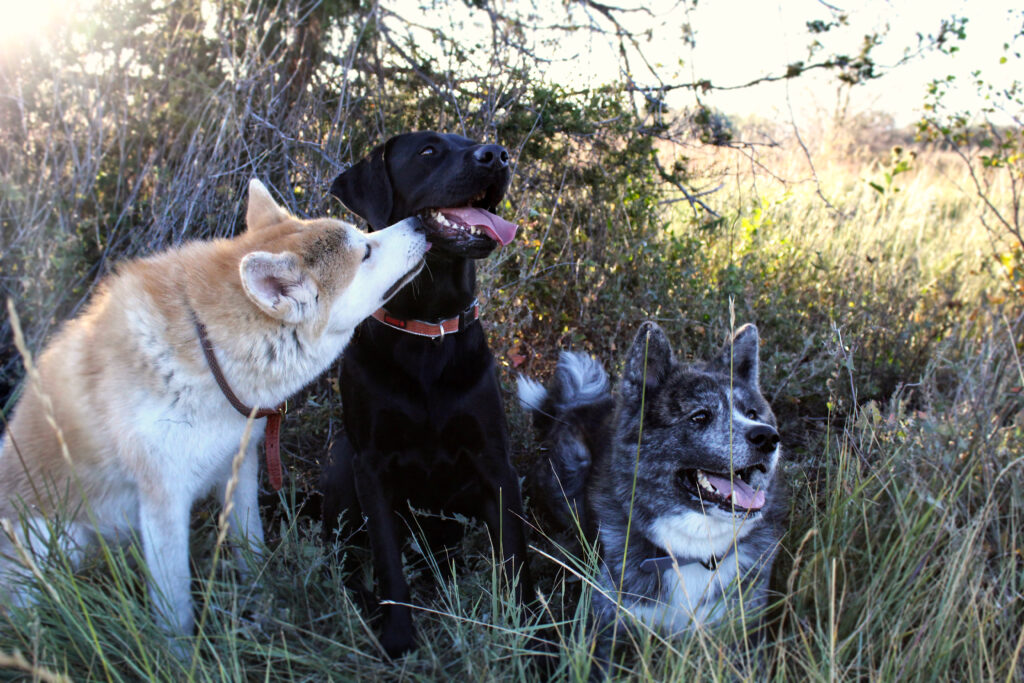 Three dogs sitting and laying down looking at a person off camera. One Labrador Retriever and two Japanese Akitainu