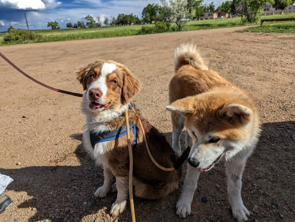 Two young puppies, an Australian Shepherd and a Japanese Akitainu, tangled in leashes