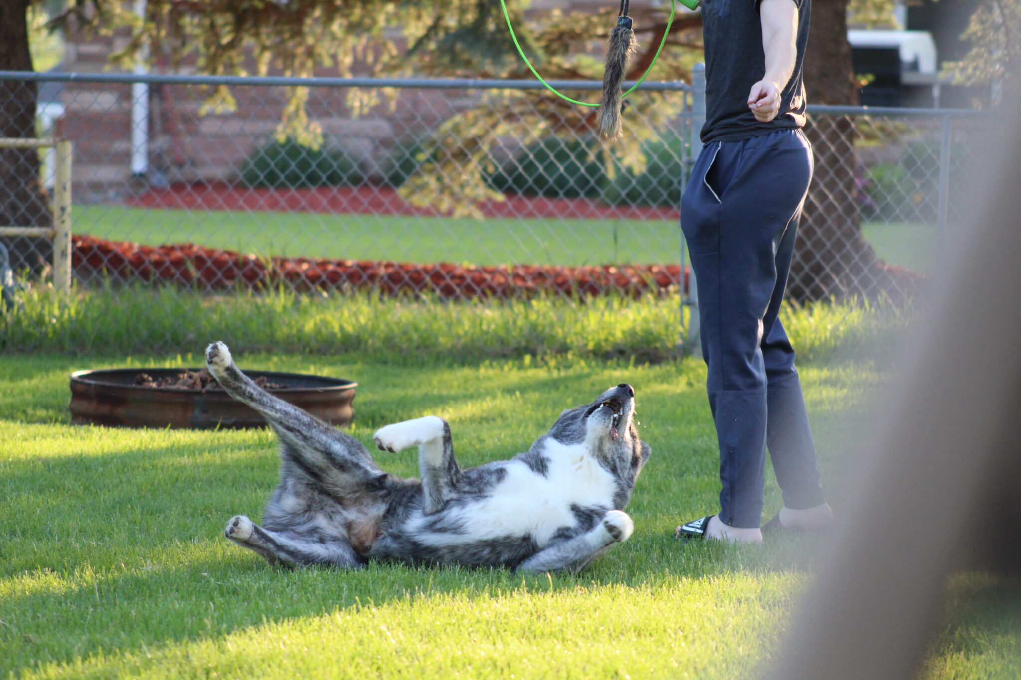 Brindle Akitainu rolling over